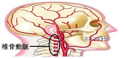 首の椎骨動脈