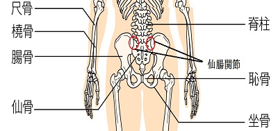 腰の痛みに繋がる仙腸関節の説明