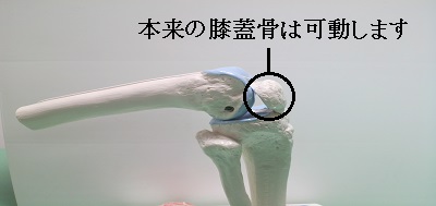 膝関節の可動域の説明